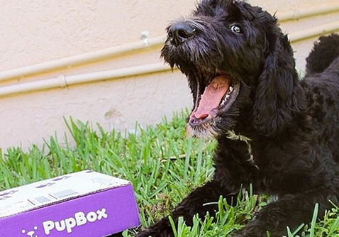 PupBox On Sale