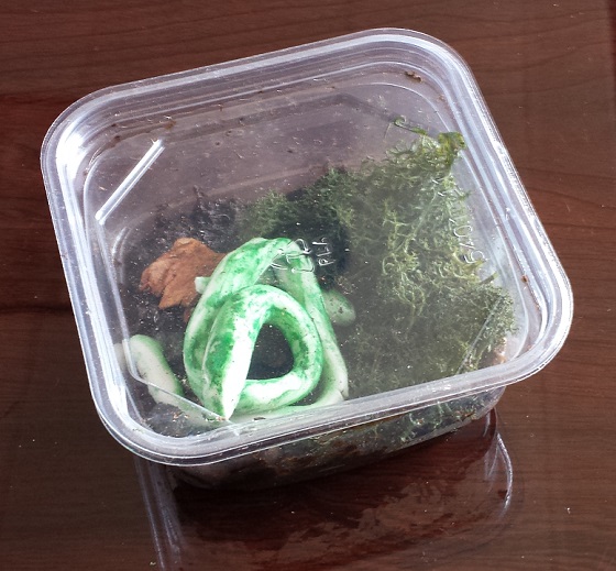 Green Kid Crafts Subscription Box Review – January 2015 Terrarium