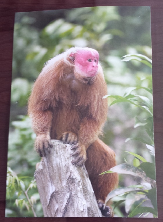 little-passports-jan-monkey