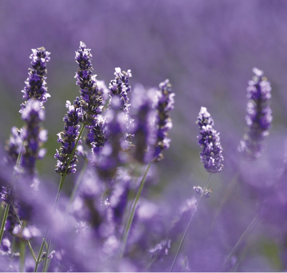 Lavender field