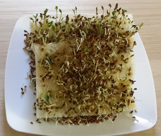 Groovy Lab in a Box Subscription Box Review – March 2015 Alfalfa 2