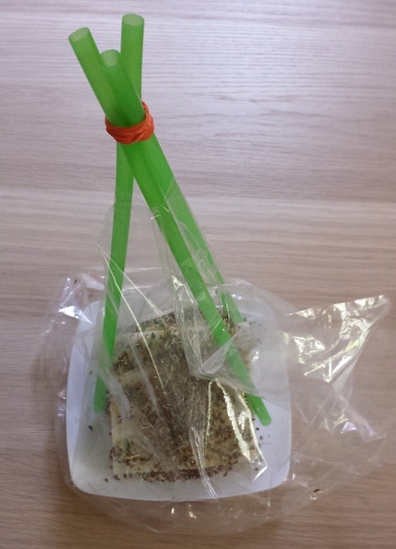 Groovy Lab in a Box Subscription Box Review – March 2015 Alfalfa