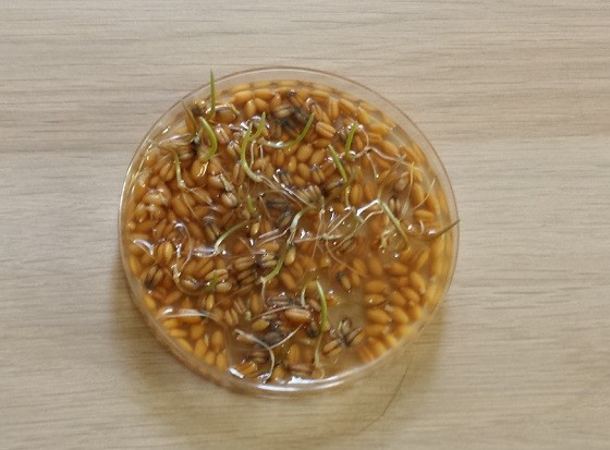 Groovy Lab in a Box Subscription Box Review – March 2015 Wheat Grass