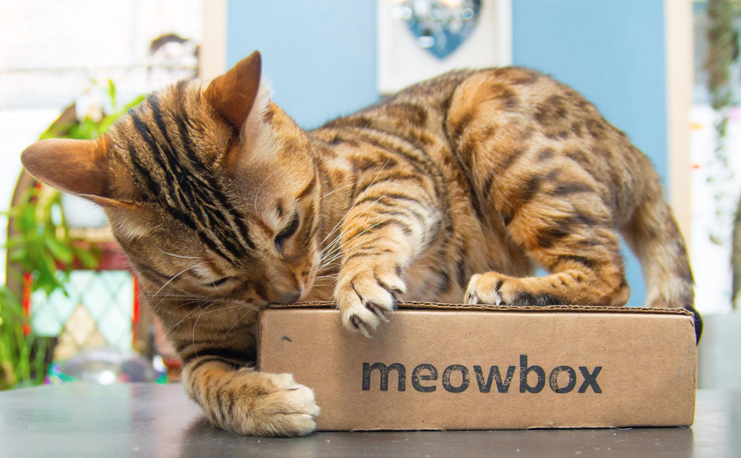 MeowBox