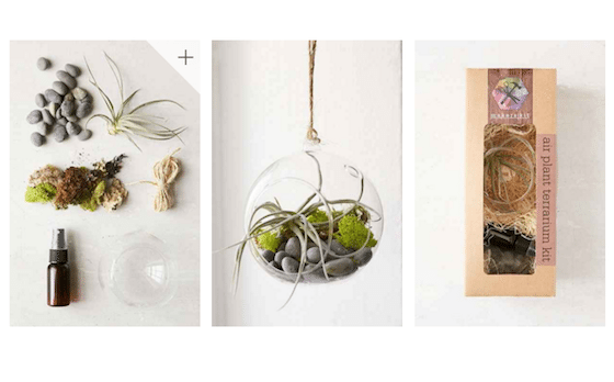 Makerskit DIY Air Plant Terrarium Kit