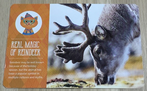 kiwibop-jan-reindeer