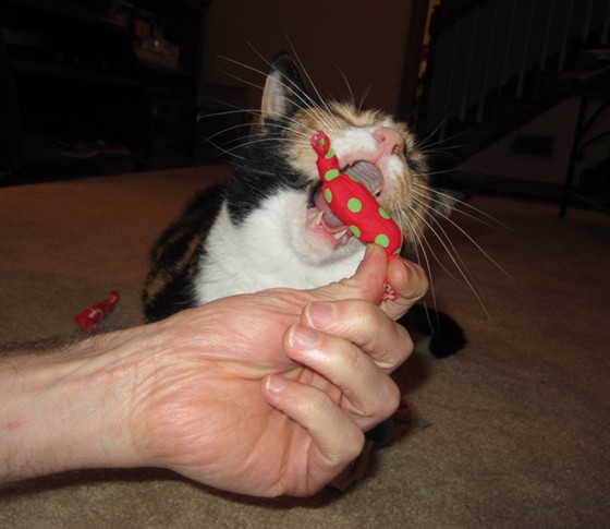 meowbox-december-2015-sneaky