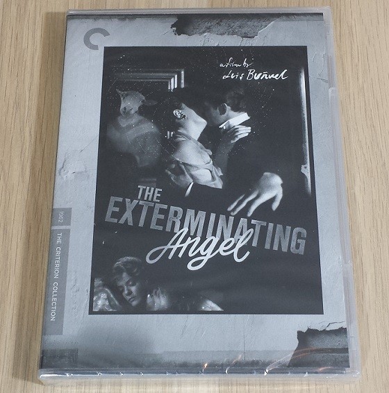 boxwalla-film-dec-angel