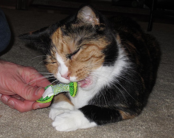 petpackcat-march-2016-sneakymint