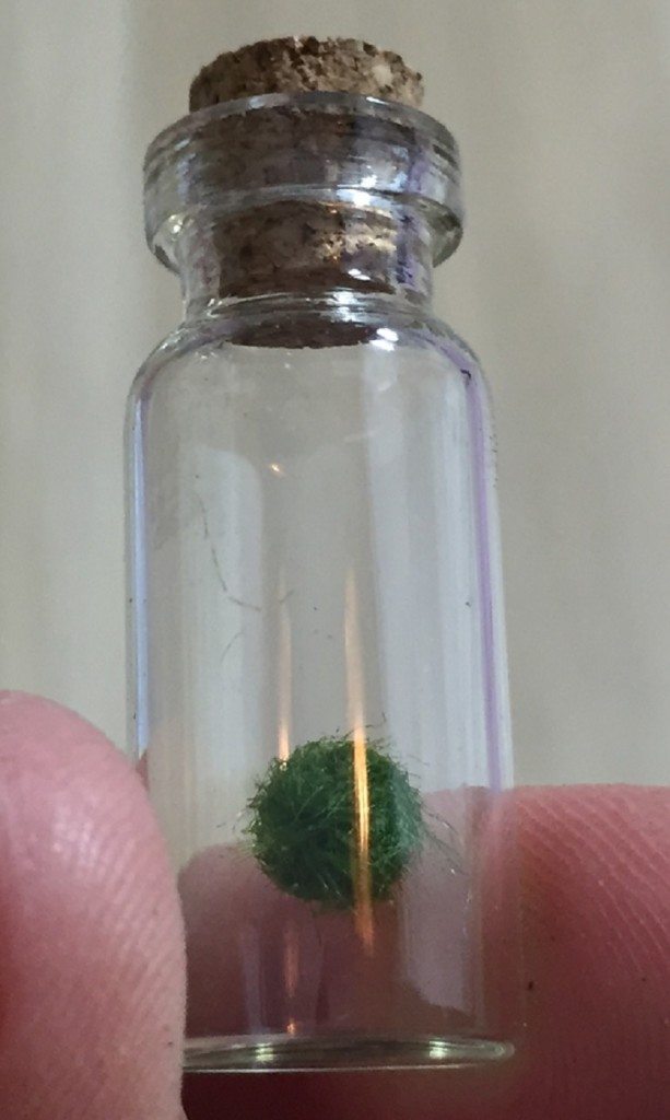rain-city-apr-marimo-2