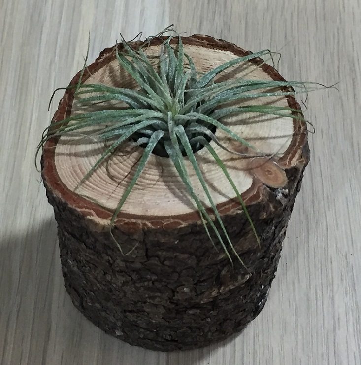 rain-city-apr-tillandsia