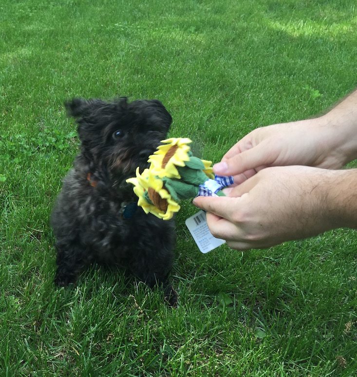 BarkBox Subscription Box Review & Coupon May 2016 - 1199