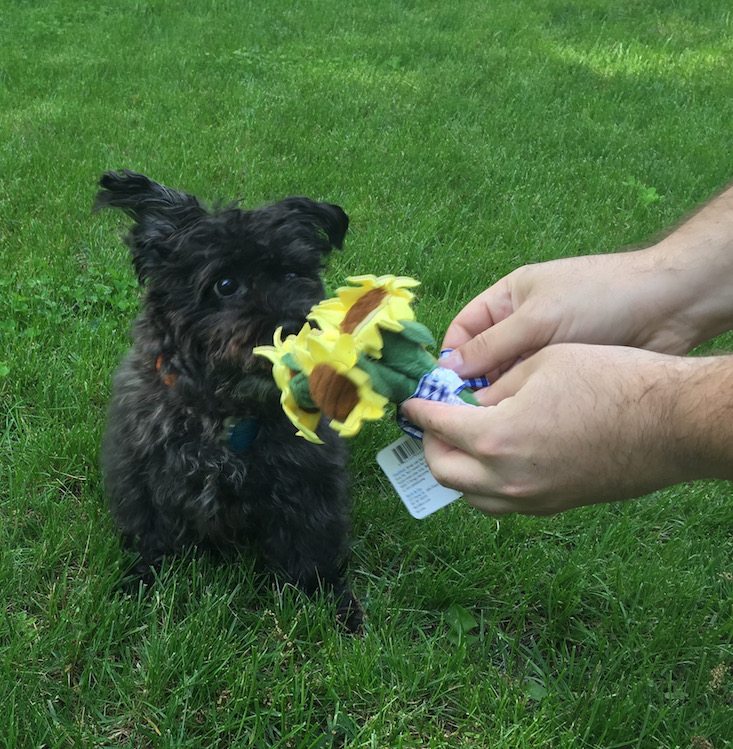 BarkBox Subscription Box Review & Coupon May 2016 - 1200