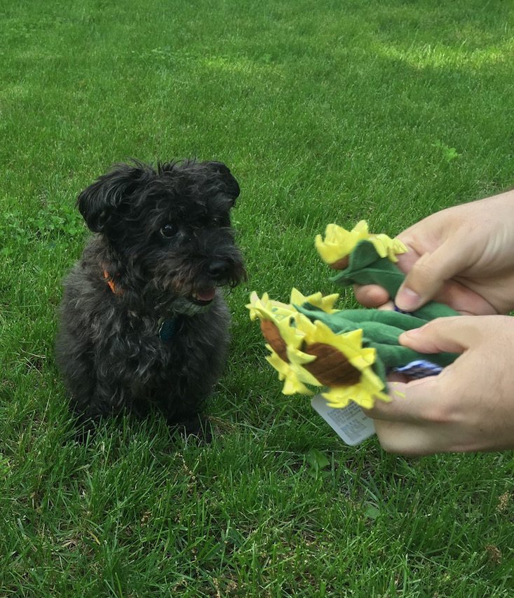BarkBox Subscription Box Review & Coupon May 2016 - 1204