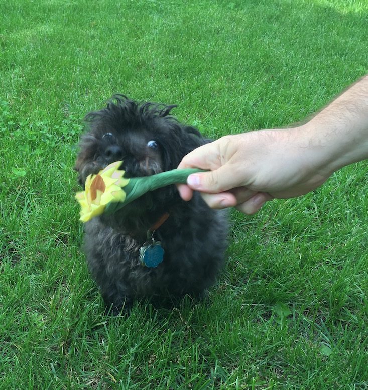 BarkBox Subscription Box Review & Coupon May 2016 - 1210