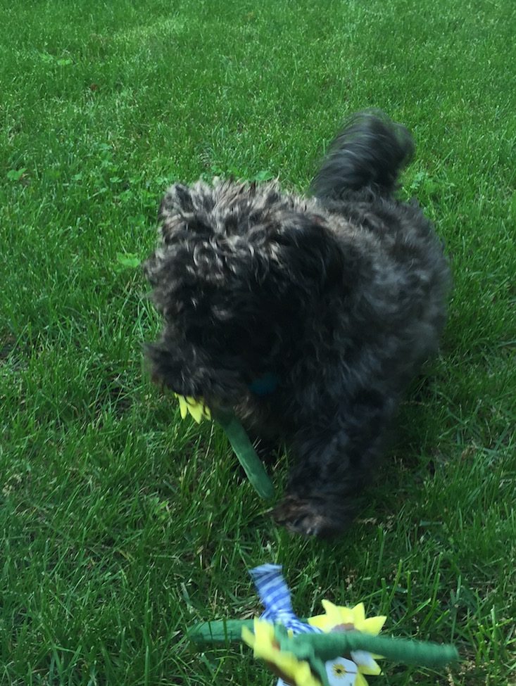BarkBox Subscription Box Review & Coupon May 2016 - 1219