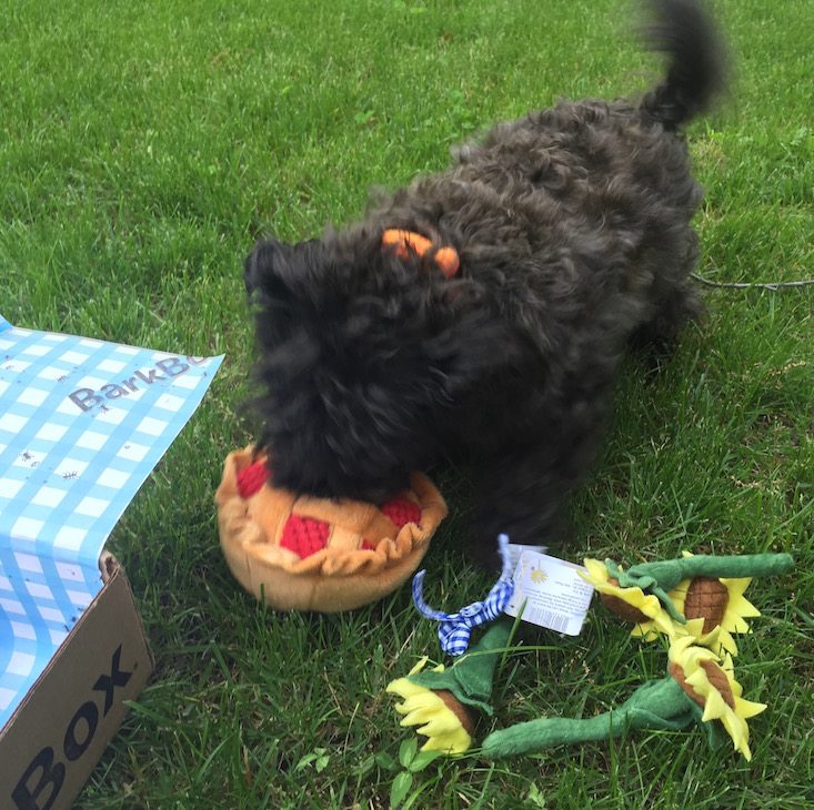 BarkBox Subscription Box Review & Coupon May 2016 - 1234