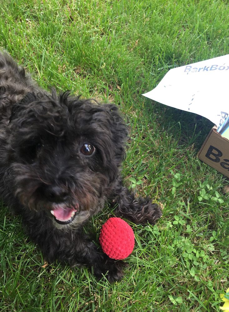 BarkBox Subscription Box Review & Coupon May 2016 - 1240