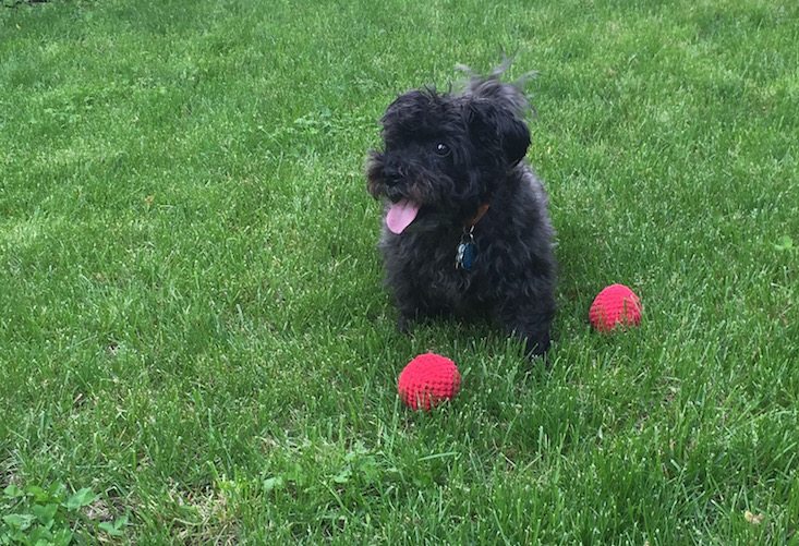 BarkBox Subscription Box Review & Coupon May 2016 - 1259