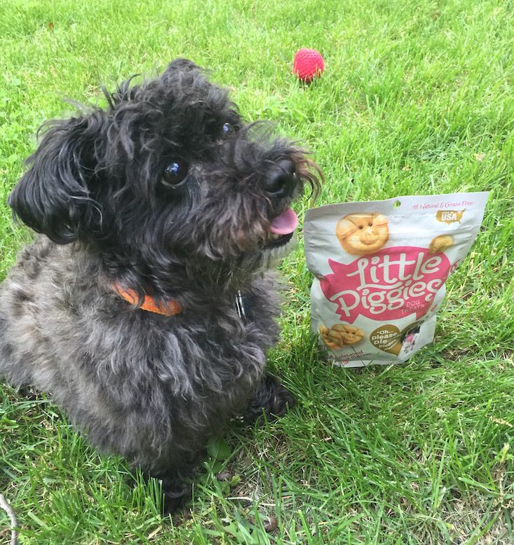 BarkBox Subscription Box Review & Coupon May 2016 - 1261