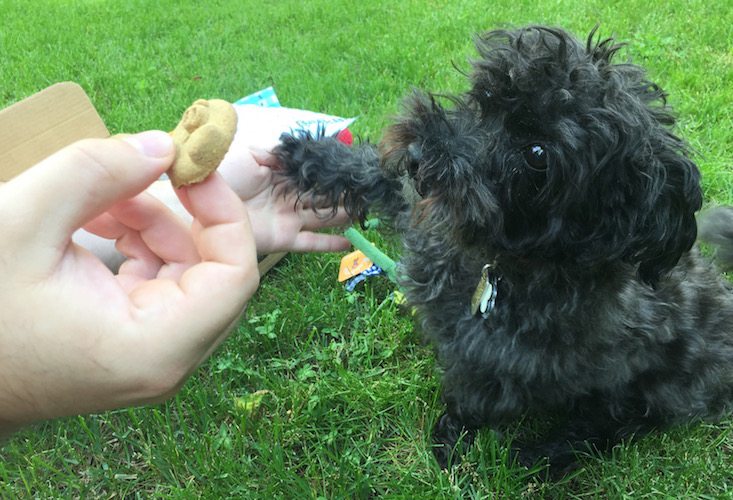 BarkBox Subscription Box Review & Coupon May 2016 - 1274