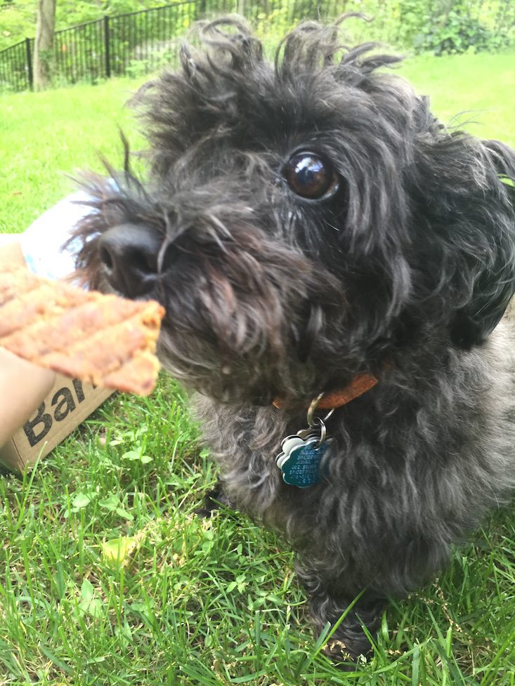 BarkBox Subscription Box Review & Coupon May 2016 - 1286