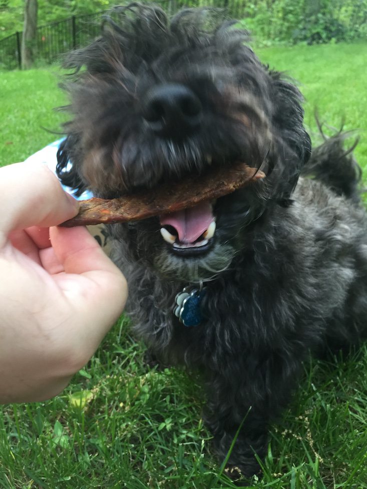 BarkBox Subscription Box Review & Coupon May 2016 - 1288