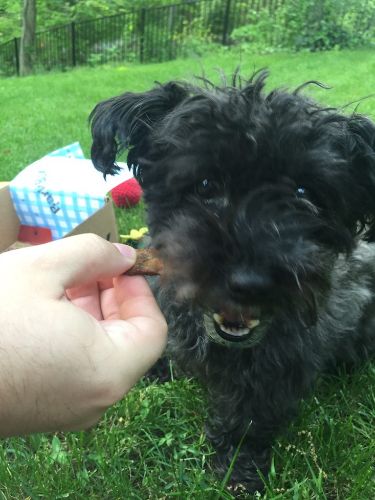 BarkBox Subscription Box Review & Coupon May 2016 - 1290