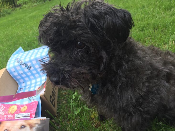 BarkBox Subscription Box Review & Coupon May 2016 - 1310