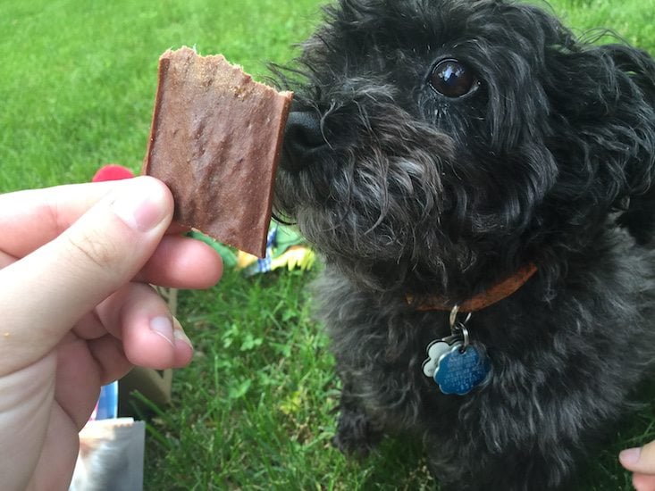 BarkBox Subscription Box Review & Coupon May 2016 - 1312