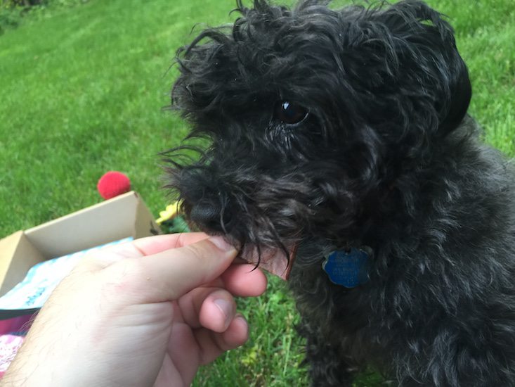BarkBox Subscription Box Review & Coupon May 2016 - 1313
