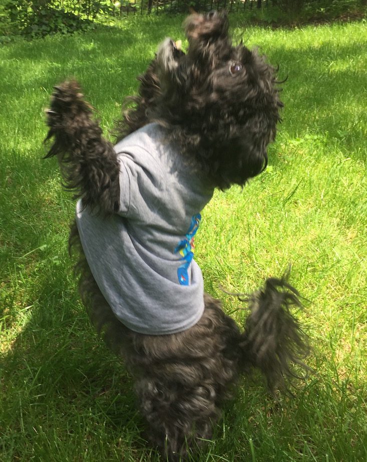 Loot Pets Subscription Box Review + Coupon May 2016 - attack!