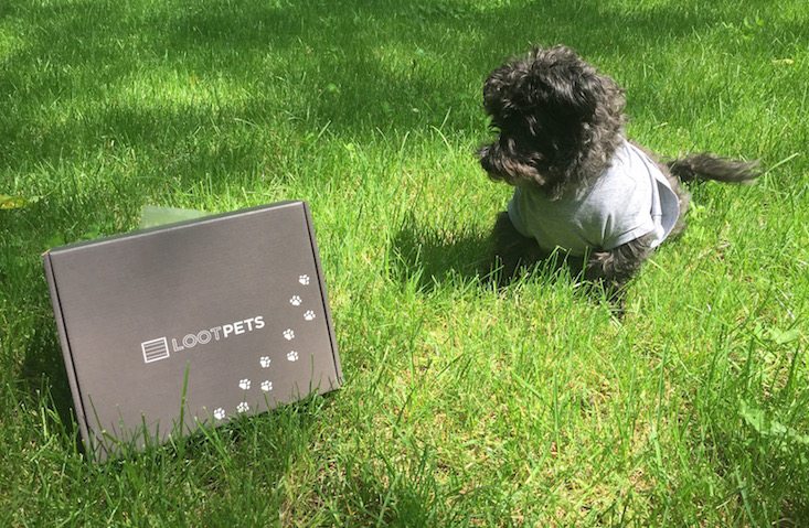 Loot Pets Subscription Box Review + Coupon May 2016 - buckles and box