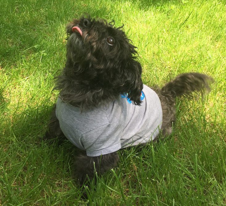 Loot Pets Subscription Box Review + Coupon May 2016 - punce