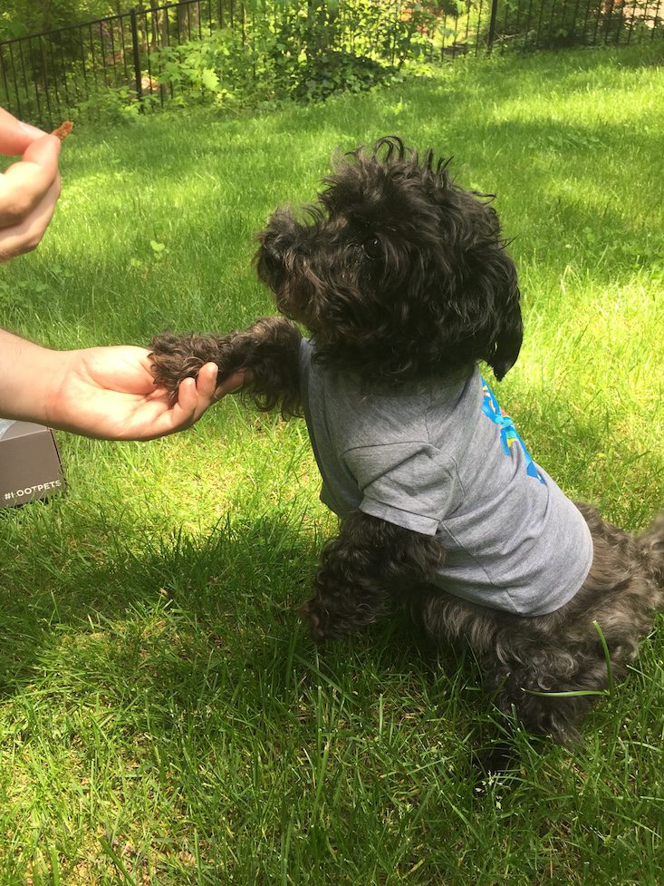 Loot Pets Subscription Box Review + Coupon May 2016 - shaking