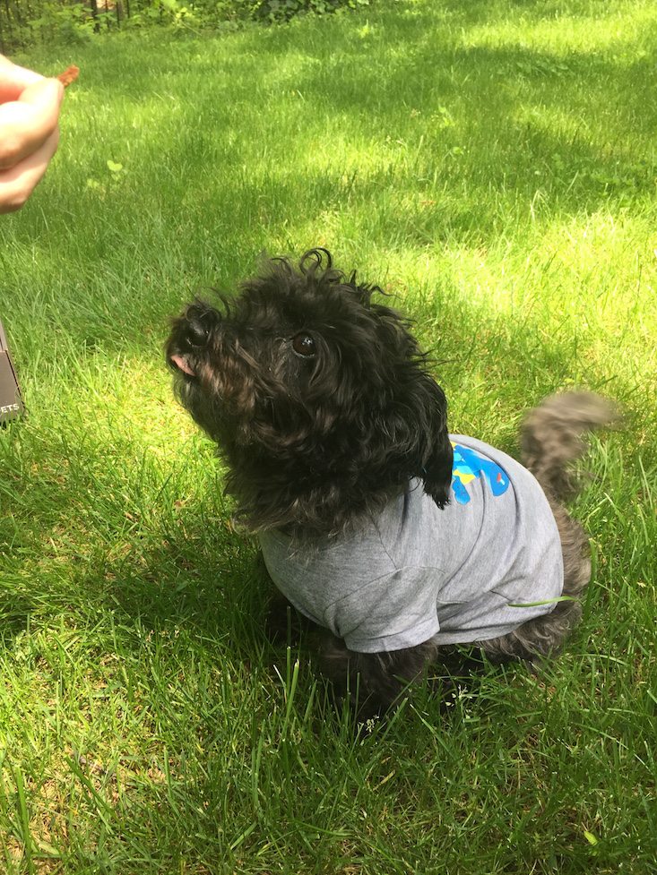 Loot Pets Subscription Box Review + Coupon May 2016 - sitting