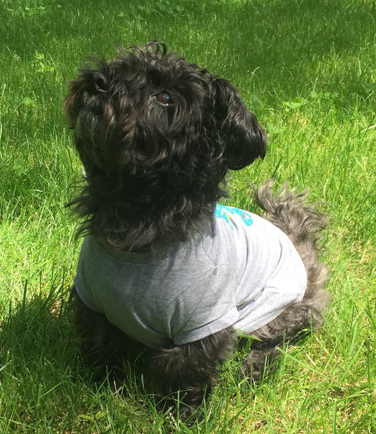 Loot Pets Subscription Box Review + Coupon May 2016 - waiting