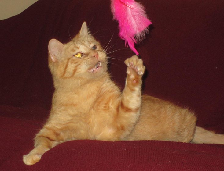 purrpacks-april-2016-sparkles