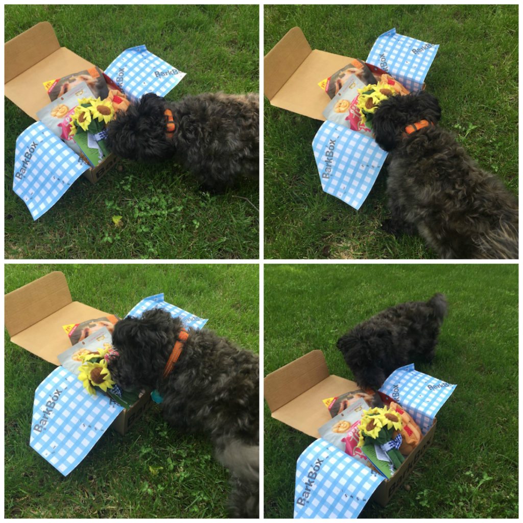 sniffing-collage