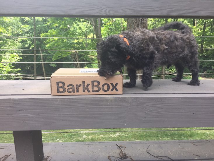 BarkBox Subscription Box Review & Coupon June 2016 - box sniffing