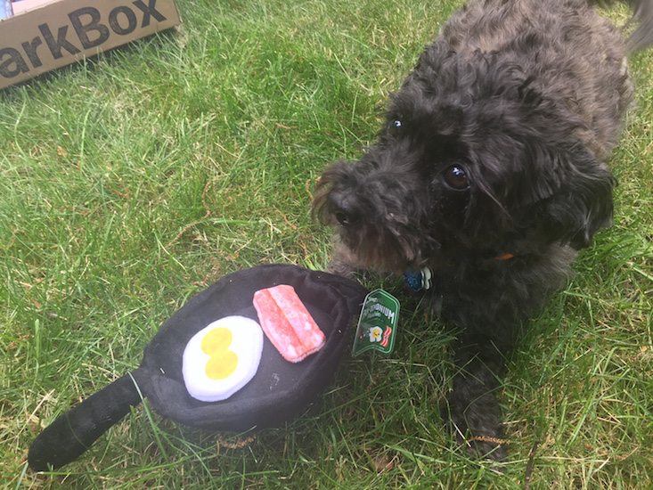 BarkBox Subscription Box Review & Coupon June 2016 - buckles toy 2