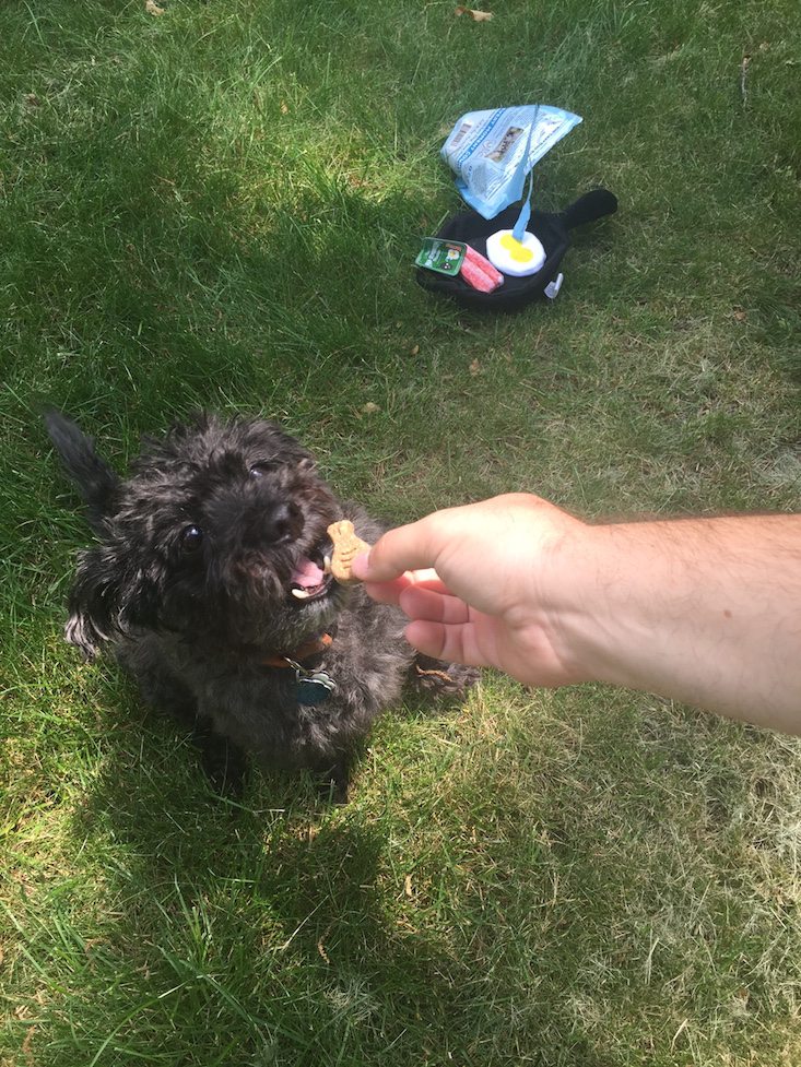 BarkBox Subscription Box Review & Coupon June 2016 - grabbing treat