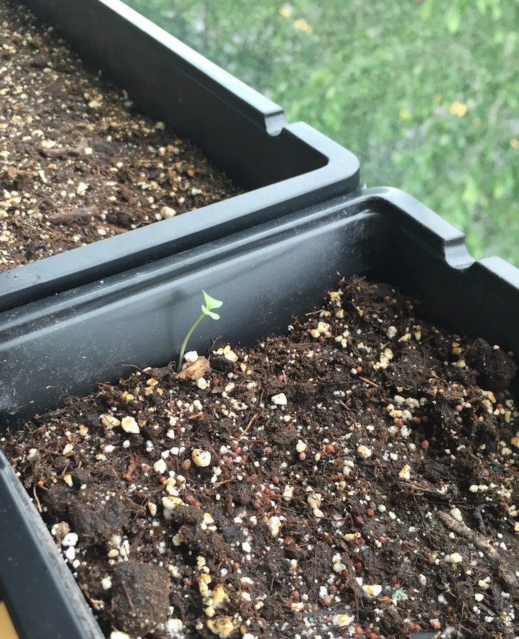 GardenBox-June-2016-Day5