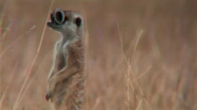 meerkatgiphy