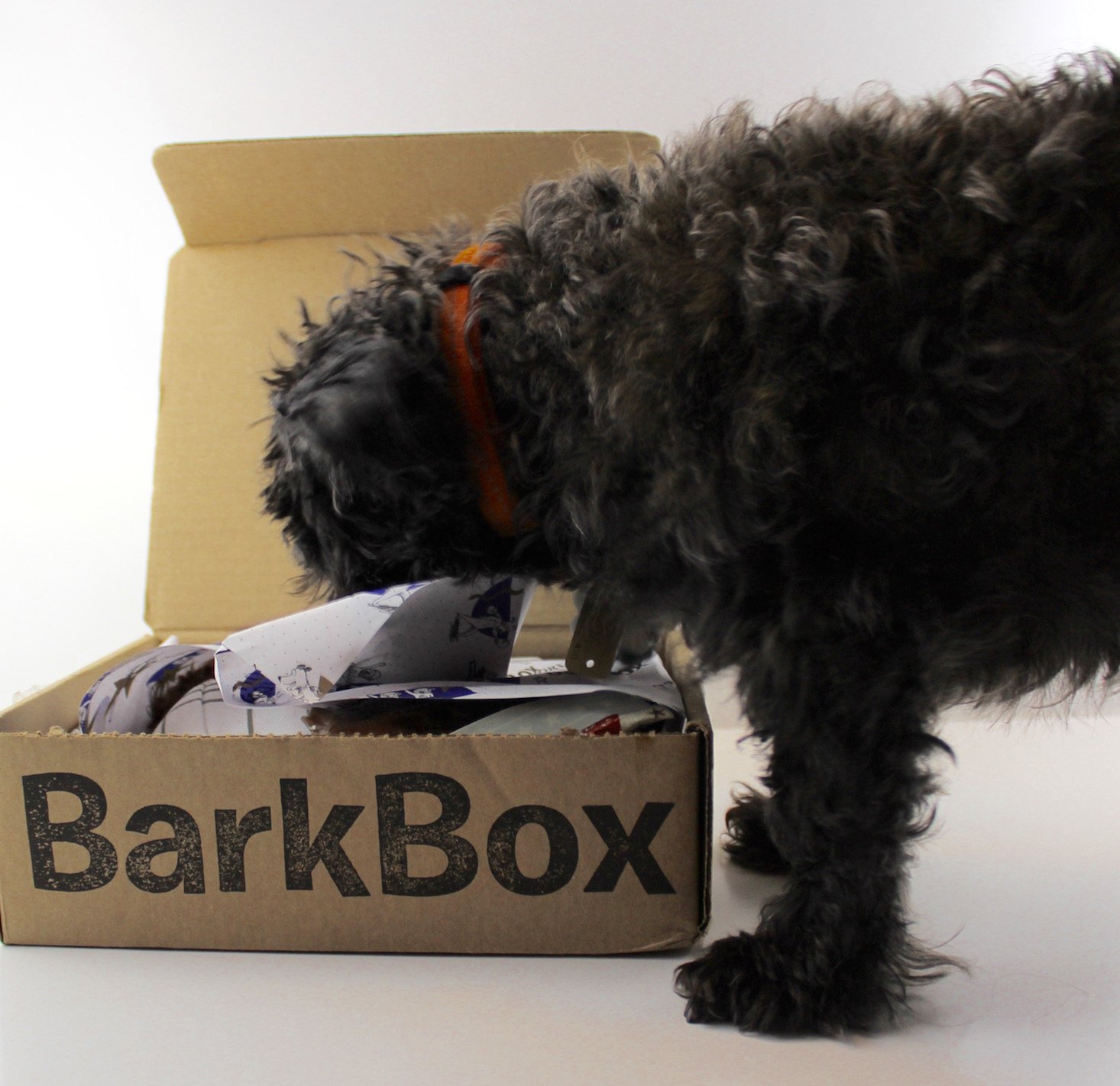 BarkBox Subscription Box Review + Coupon July 2016 - searching