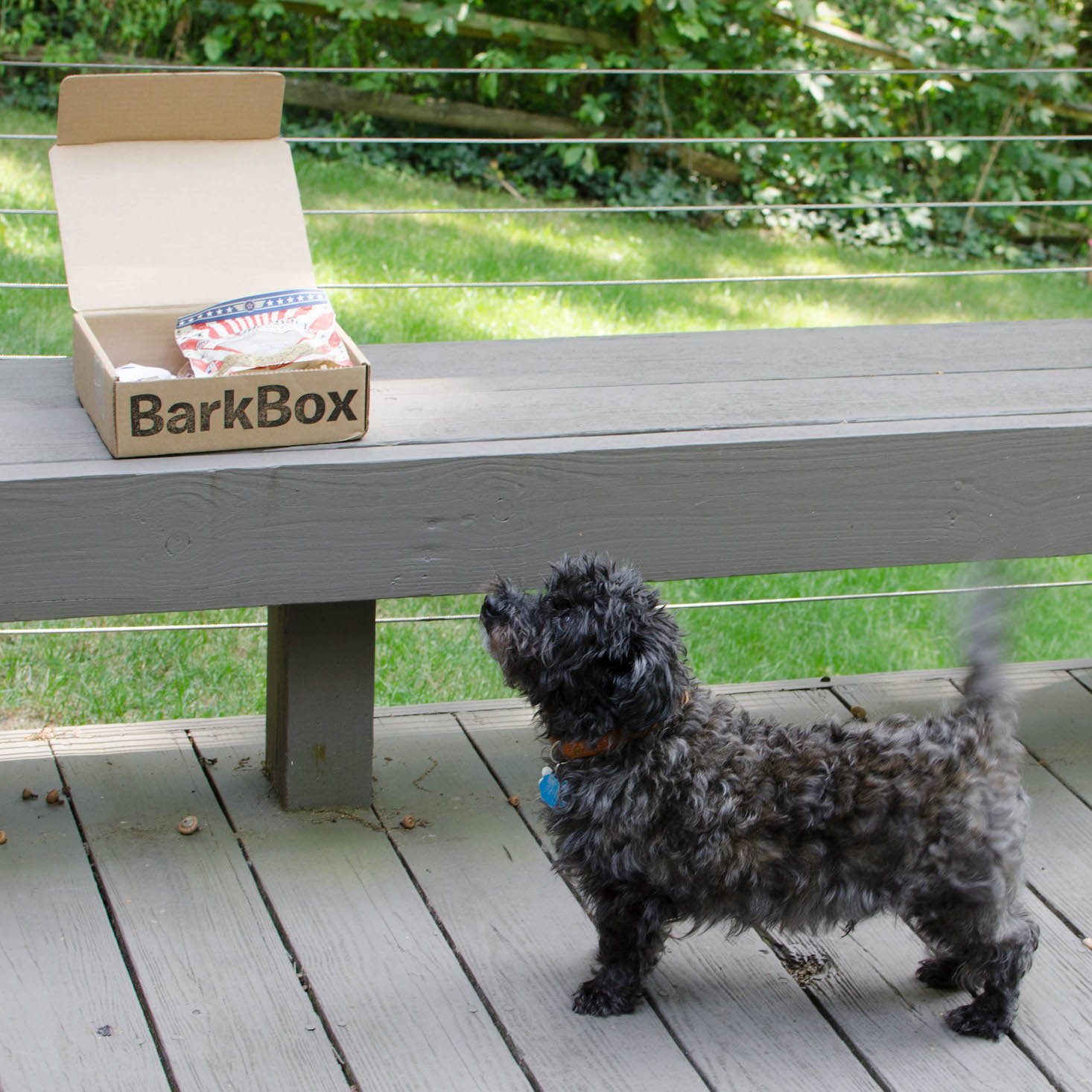 BarkBoxJuly-1