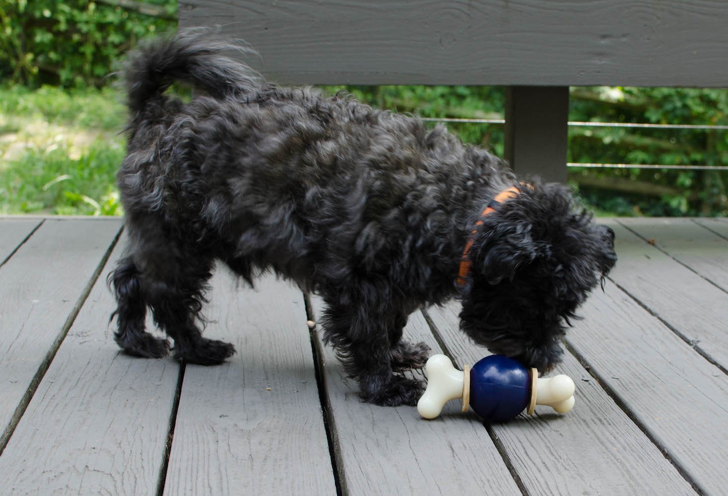 BarkBoxJuly-12