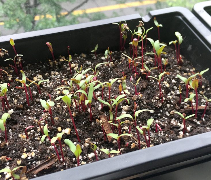 GardenBox-July-2016-Day6Beets