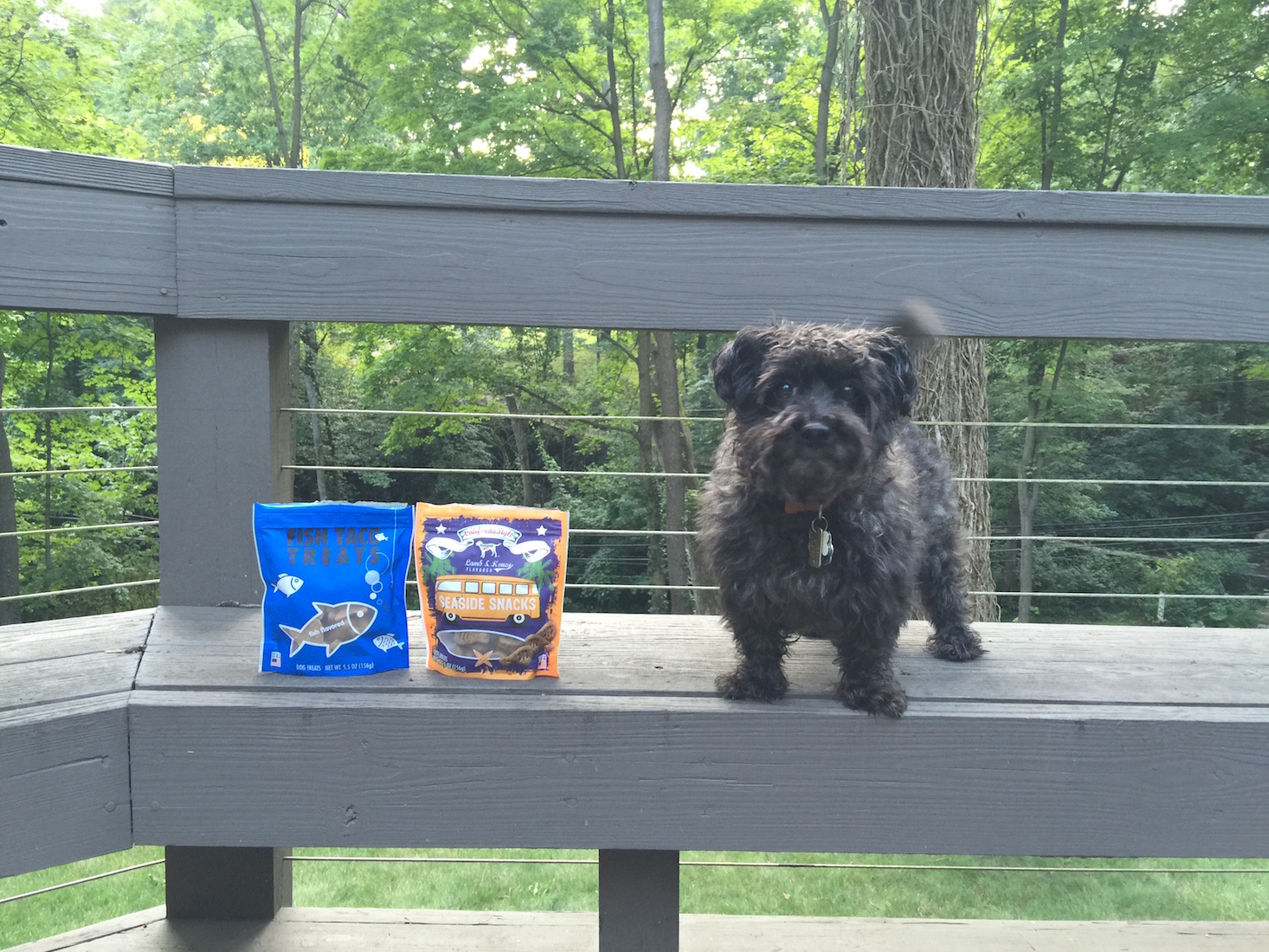 Barkbox August 2016 - IMG_1527