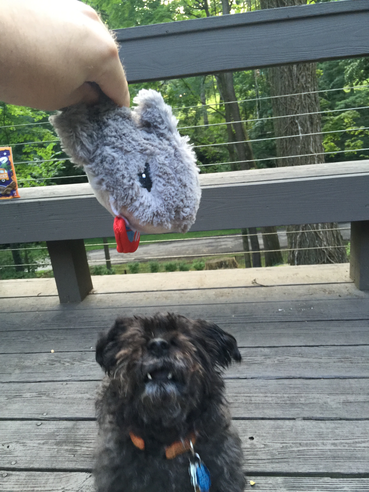 Barkbox August 2016 - IMG_1533